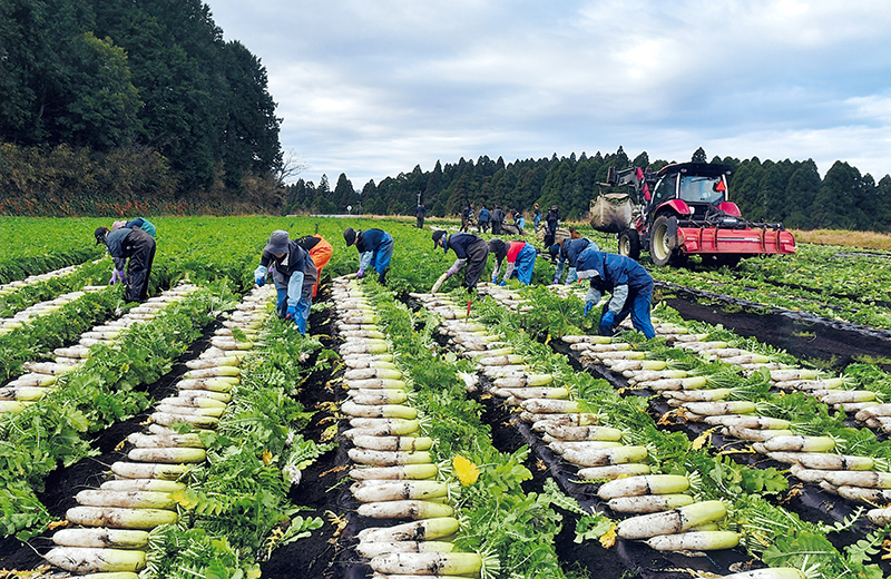 株式会社 山英野菜 | 日々の土づくりから収穫まで、こだわりの「よか